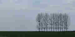 Ardouval (Peupliers)