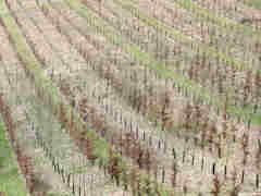 Cuverville sur Yères (Plantation)