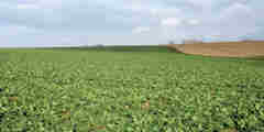St Martin le Gaillard (Plaine 2)