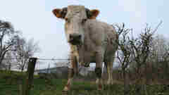 Villy sur Yères (Vache)