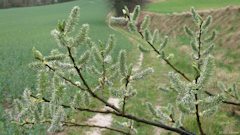 Villy sur Yères (Bourgeons)