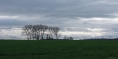 Grandcourt (Arbres)