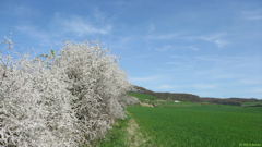 St Riquier en Rivière (Prunellier)