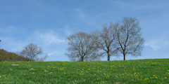 St Riquier en Rivière (Arbres)