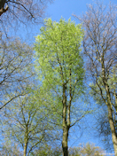 Haute Forêt d'Eu (Hêtres)