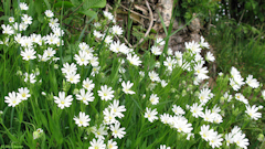 Preuseville (Stellaires Holostées 1)