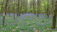 Haute Forêt d'Eu (Jacinthes 2)