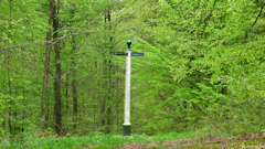 Haute Forêt d'Eu (Poteau)