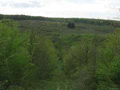 Haute Forêt d'Eu (Poteau)