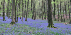 Haute Forêt d'Eu (Jacinthes 3)