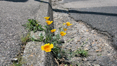 Dieppe (Fleur)