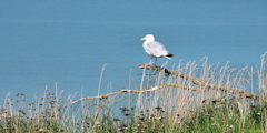 Criel sur Mer (Goéland)