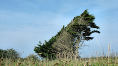Criel sur Mer (Arbres)