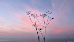Criel sur Mer (Fleur)
