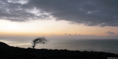 Criel sur Mer (Arbuste)