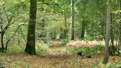 Forêt de Crécy (Layon 1)