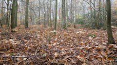 Villequier (Bois)