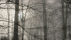 Forêt de Brotonne (Arbres)