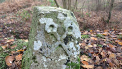 Forêt de Brotonne (Borne)