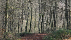 Forêt de Brotonne (vers Val du Furet)