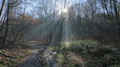 Forêt de Brotonne (Val du Furet 1)