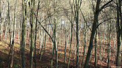 Forêt de Brotonne (Val du Furet 2)