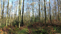 Forêt de Brotonne (Sentier 1)