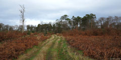 Forêt de Brotonne (Chemin 2)