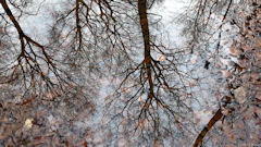 Forêt de Brotonne (Reflet)