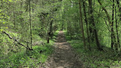 Forêt d'Eu (1)