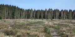 Forêt d'Eu (3)