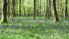 Forêt d'Eu (5)