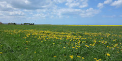 Bracquemont (Prairie)