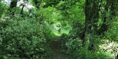 Martagny (Chemin)