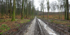 Forêt d'Eawy (Route de Martincamp)