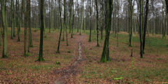 Forêt d'Eawy (Massif des Nappes 1)