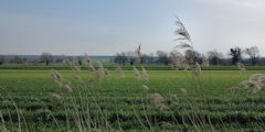 Sahurs (Roseau)