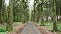 Mauny (Forêt 2)