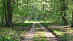 Forêt de Roumare (1)