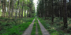 Forêt de Roumare (2)