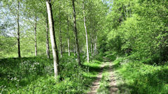 Val de Saâne (Chemin)