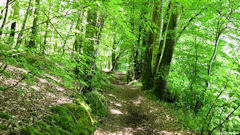 Héricourt en Caux (Chemin 1)