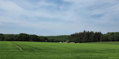 Héricourt en Caux (Fond de Boscol)