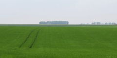 Angerville-Bailleul (Champ)