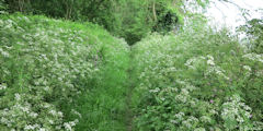 Tourville les Ifs (Chemin)