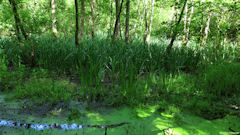 Tancarville (Marais)