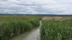 La Cerlangue (Marais 3)