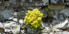 Beuzeville la Guérard (Sédum âcre)