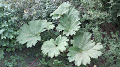 Oudeuil (Gunnera manicata)