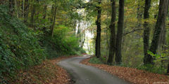 Forêt d'Arques (Route)